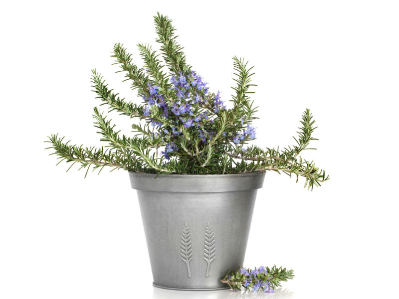 Condolence Gifts Other Than Flowers / What Sympathy Gift Is Best For A